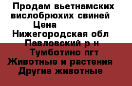 Продам вьетнамских вислобрюхих свиней › Цена ­ 30 000 - Нижегородская обл., Павловский р-н, Тумботино пгт Животные и растения » Другие животные   